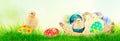 Cute little chicken coming out of the Easter egg in the grass on te spring background Royalty Free Stock Photo