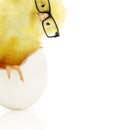 Cute little chicken coming out of a white egg