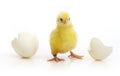 Cute little chicken coming out of a white egg Royalty Free Stock Photo