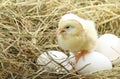 Cute little chicken coming out of a white egg