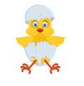 Cute little chicken in a cracked egg Royalty Free Stock Photo