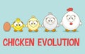 Cute Little Chicken in different ages growth stages. Cultivation of Chicken cartoon concept. Rooster evolution. Farm animal