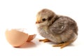 Cute little chicken with eggshell isolated on white background Royalty Free Stock Photo