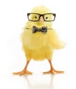 Cute little chicken in glasses Royalty Free Stock Photo