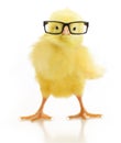 Cute little chicken in glasses Royalty Free Stock Photo