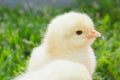 Cute little chicken on green grass Royalty Free Stock Photo