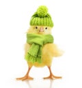 Cute little chicken isolated Royalty Free Stock Photo