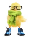 Cute little chicken isolated Royalty Free Stock Photo