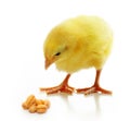 Cute little chicken isolated