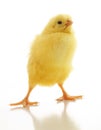 Cute little chicken isolated Royalty Free Stock Photo