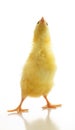 Cute little chicken isolated Royalty Free Stock Photo