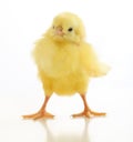 Cute little chicken isolated Royalty Free Stock Photo