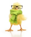 Cute little chicken isolated Royalty Free Stock Photo