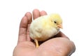 Cute little chicken isolated Royalty Free Stock Photo