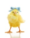 Cute little chicken isolated Royalty Free Stock Photo