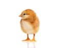 Cute little chicken Royalty Free Stock Photo