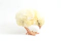 Cute little chicken isolated on white background Royalty Free Stock Photo