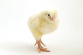 Cute little chicken isolated on white background Royalty Free Stock Photo