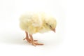 Cute little chicken isolated on white background Royalty Free Stock Photo