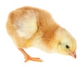 Cute little chicken isolated on white background Royalty Free Stock Photo