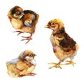 Watercolor hand drawn hunting dog breeds set.Cute little chicken isolated on white background.