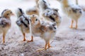 Cute little chicken looking food. little chickens one week age Royalty Free Stock Photo