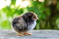 Cute little chicken portrait