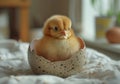 Cute little chicken sitting in broken egg shell on white bed Royalty Free Stock Photo