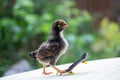 Cute little chicken on a tiny skateboard Royalty Free Stock Photo
