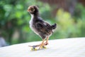 Cute little chicken on a tiny skateboard