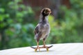 Cute little chicken on a tiny skateboard Royalty Free Stock Photo