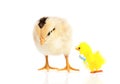 Cute little chicken and toy Royalty Free Stock Photo