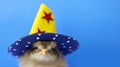 Cute little chicken wearing a hat on colored background with copy space.