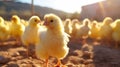 Cute little chickens on chicken farm on sunny day, closeup