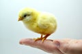 Cute little chicks sitting on the human hand