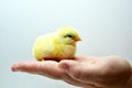 Cute little chicks sitting on the human hand