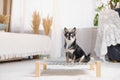 Cute little chihuahua on a dog bed in boho decorated bedroom. Royalty Free Stock Photo