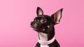 Cute little chihuahua dog on a pink background.