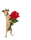 Chihuahua Dog Standing Holding Dozen Roses