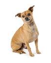 Chihuahua Dog With Underbite Sitting Royalty Free Stock Photo