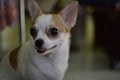 The cute little Chihuahua dog was staring to the right while playing in the room. Royalty Free Stock Photo