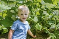 Cute little child boy pick up cucumbers plants at greenhouse. baby toddler gardening cultivating at backyard countryside cottage Royalty Free Stock Photo