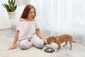 Cute little child feeding her Chihuahua dog at home. Adorable pet Royalty Free Stock Photo