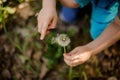 Cute little child hands touching a dandelion Royalty Free Stock Photo