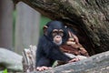 Cute little chimpanzee sitting on a tree with a blurred background