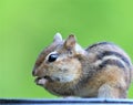 Chipmunk Royalty Free Stock Photo
