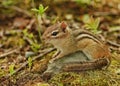 Cute little chipmunk lounging Royalty Free Stock Photo