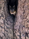 Chipmunk peeking out hole in tree Royalty Free Stock Photo