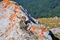 Cute little chipmunk sitting on stone covered with orange lichen and peeks curiously. Royalty Free Stock Photo