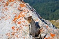 Cute little chipmunk sitting on stone covered with orange lichen and peeks curiously. Royalty Free Stock Photo